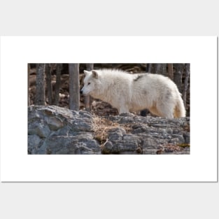 Arctic Wolf Posters and Art